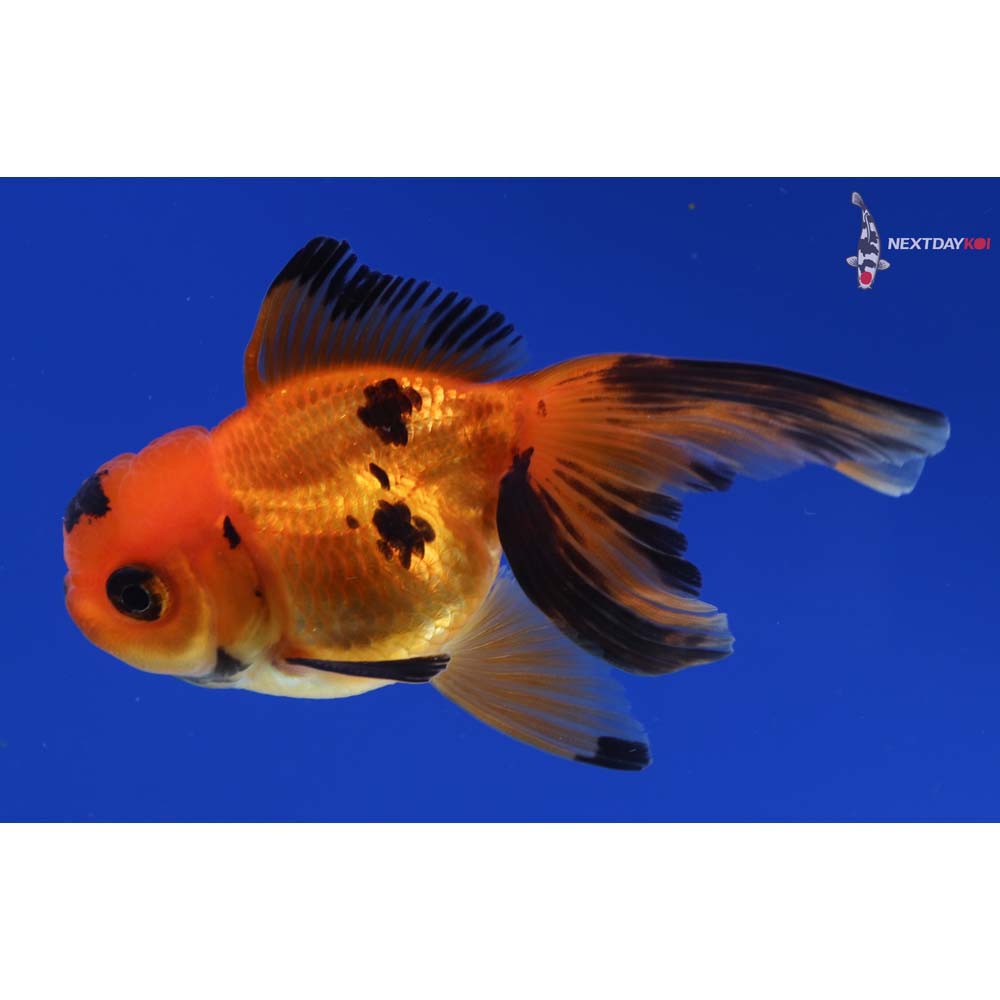 3.5” Imported Red and Black Oranda