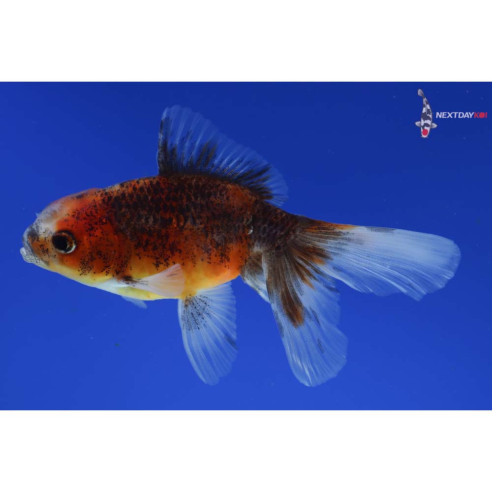3.5” Imported Calico Oranda