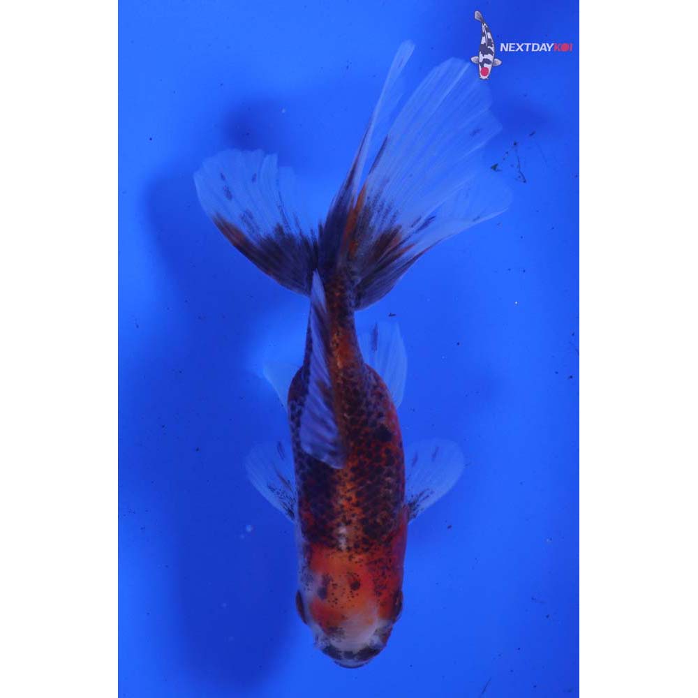 3.5” Imported Calico Oranda