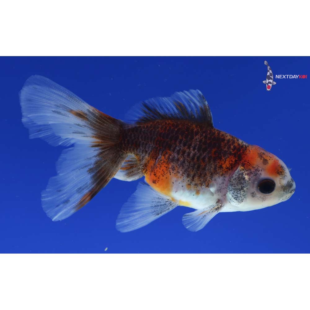 3.5” Imported Calico Oranda