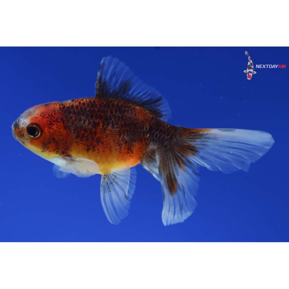 3.5” Imported Calico Oranda