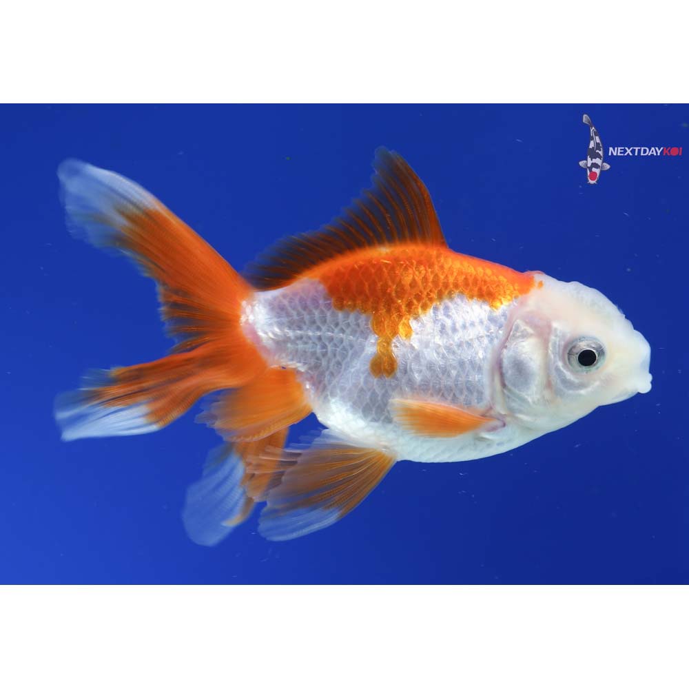 3.5” Imported Red and White Oranda