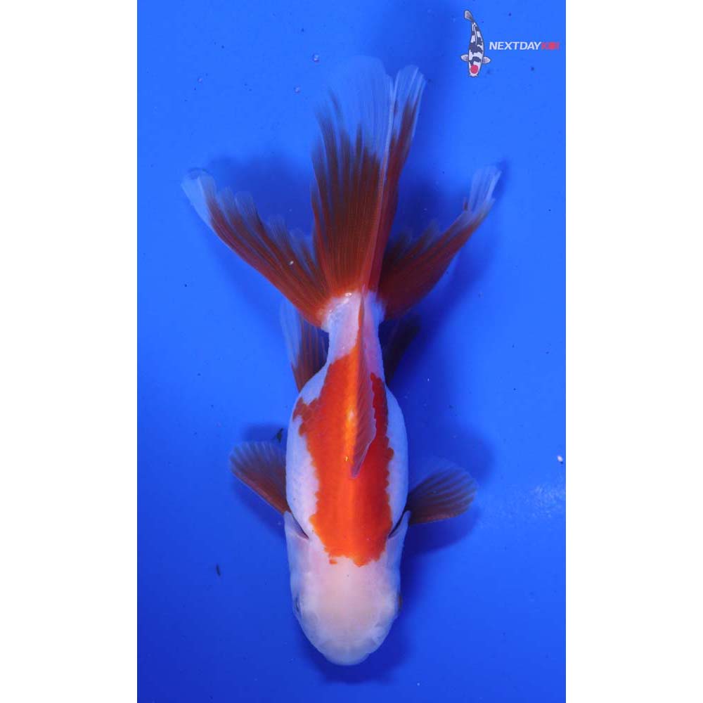 3.5” Imported Red and White Oranda