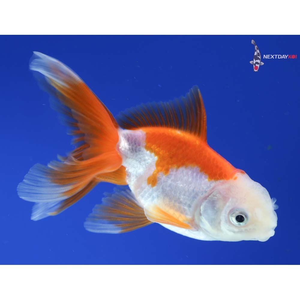 3.5” Imported Red and White Oranda