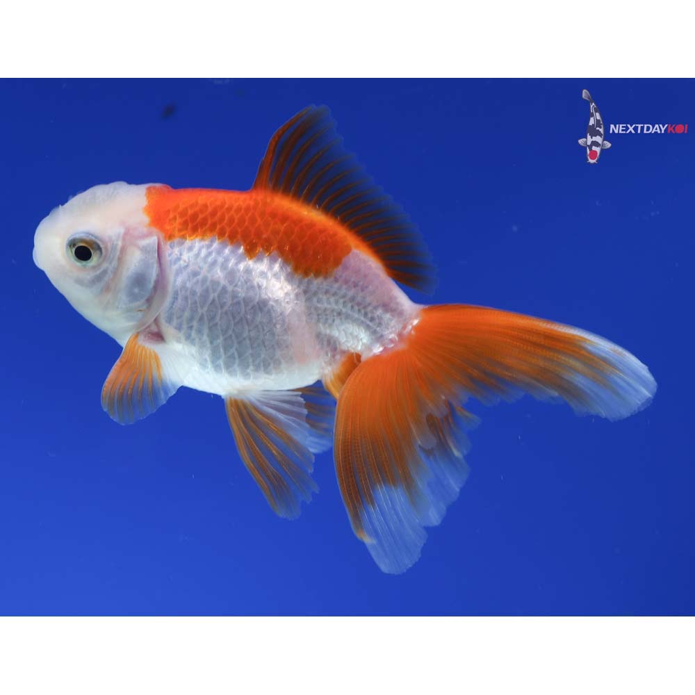 3.5” Imported Red and White Oranda