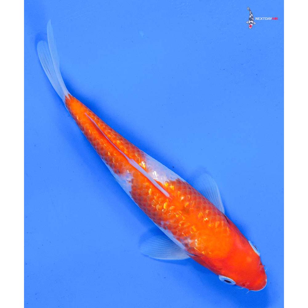 7” Imported Gin Rin Kohaku