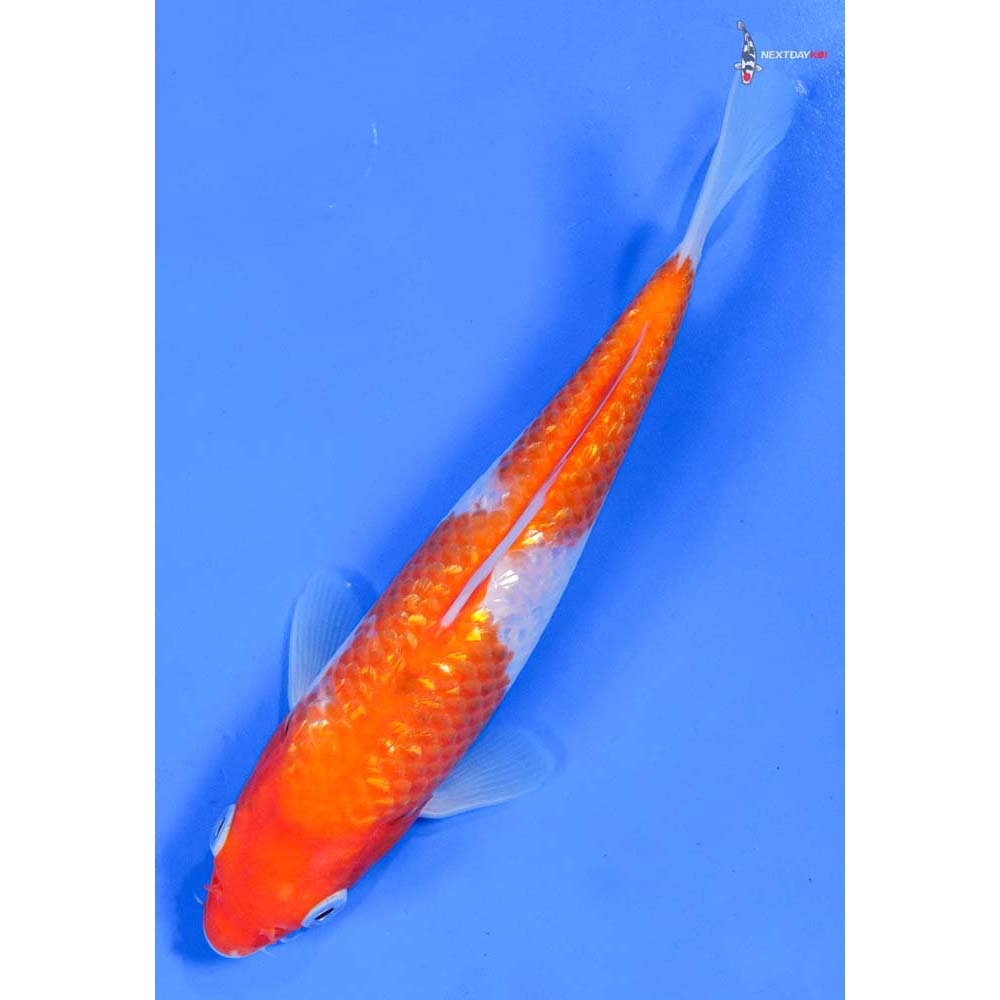 7” Imported Gin Rin Kohaku