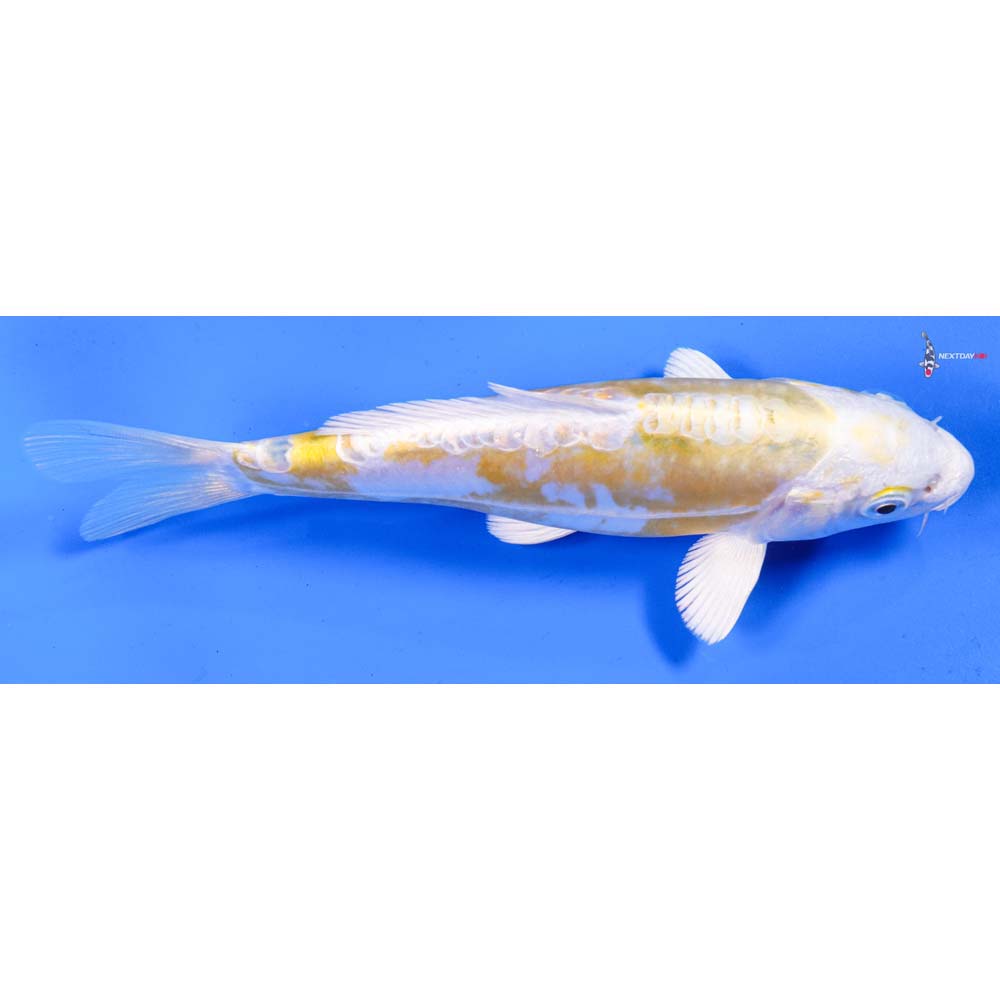 7” Imported Doitsu Lemon Hariwake