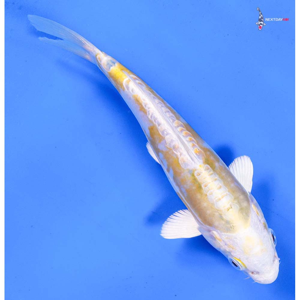 7” Imported Doitsu Lemon Hariwake