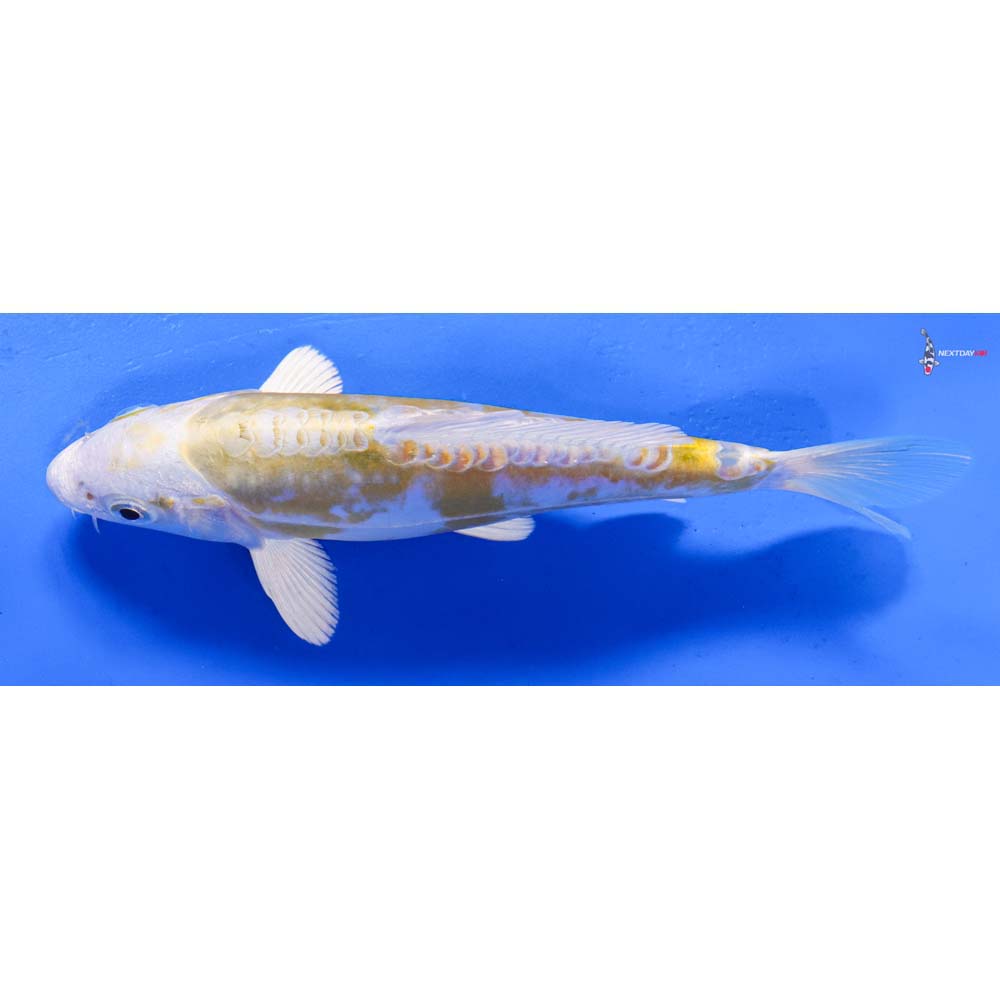 7” Imported Doitsu Lemon Hariwake