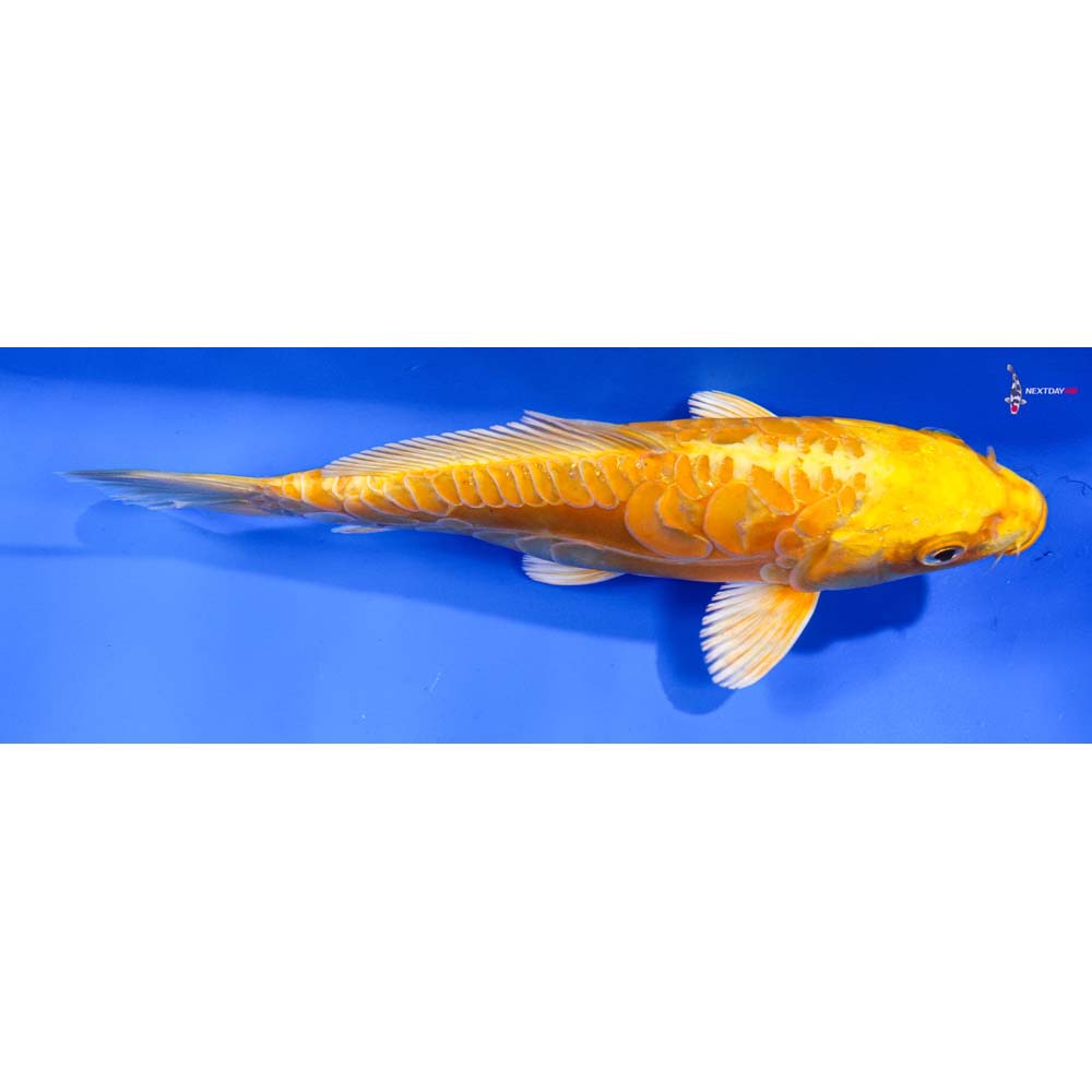 7” Imported Doitsu Yamabuki Ogon