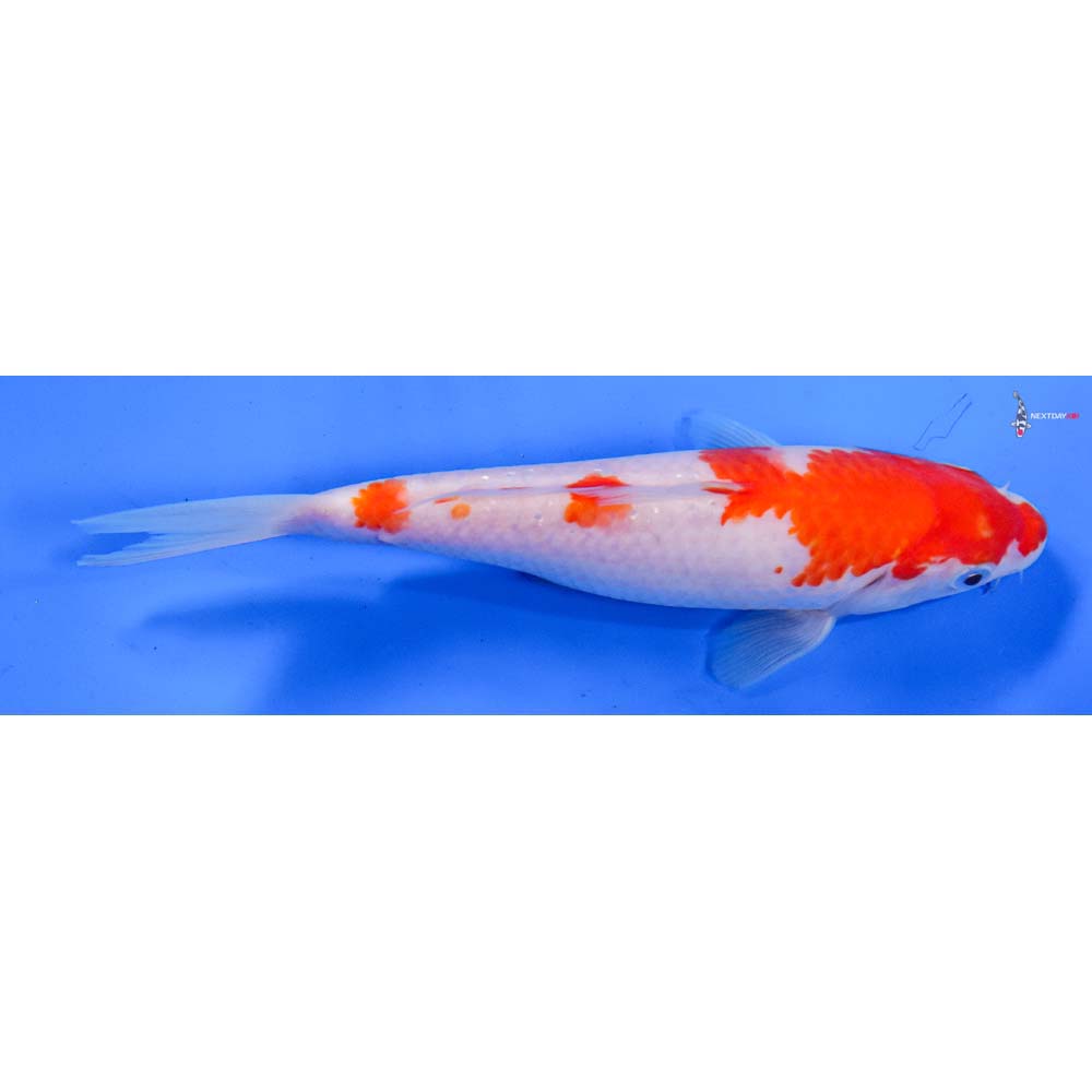 7” Imported Kohaku