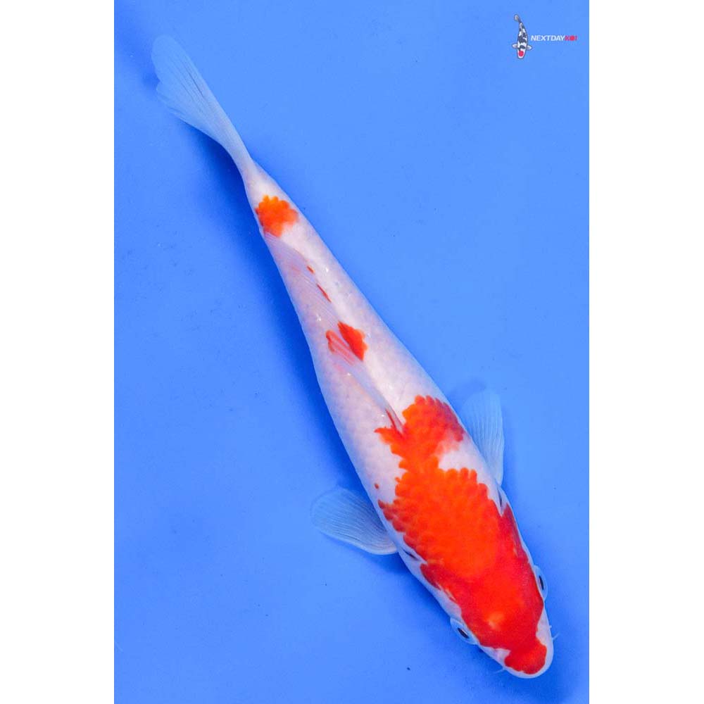 7” Imported Kohaku