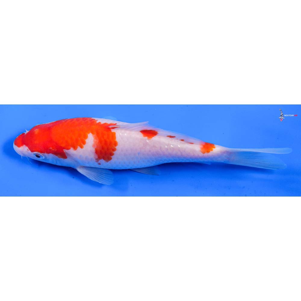 7” Imported Kohaku