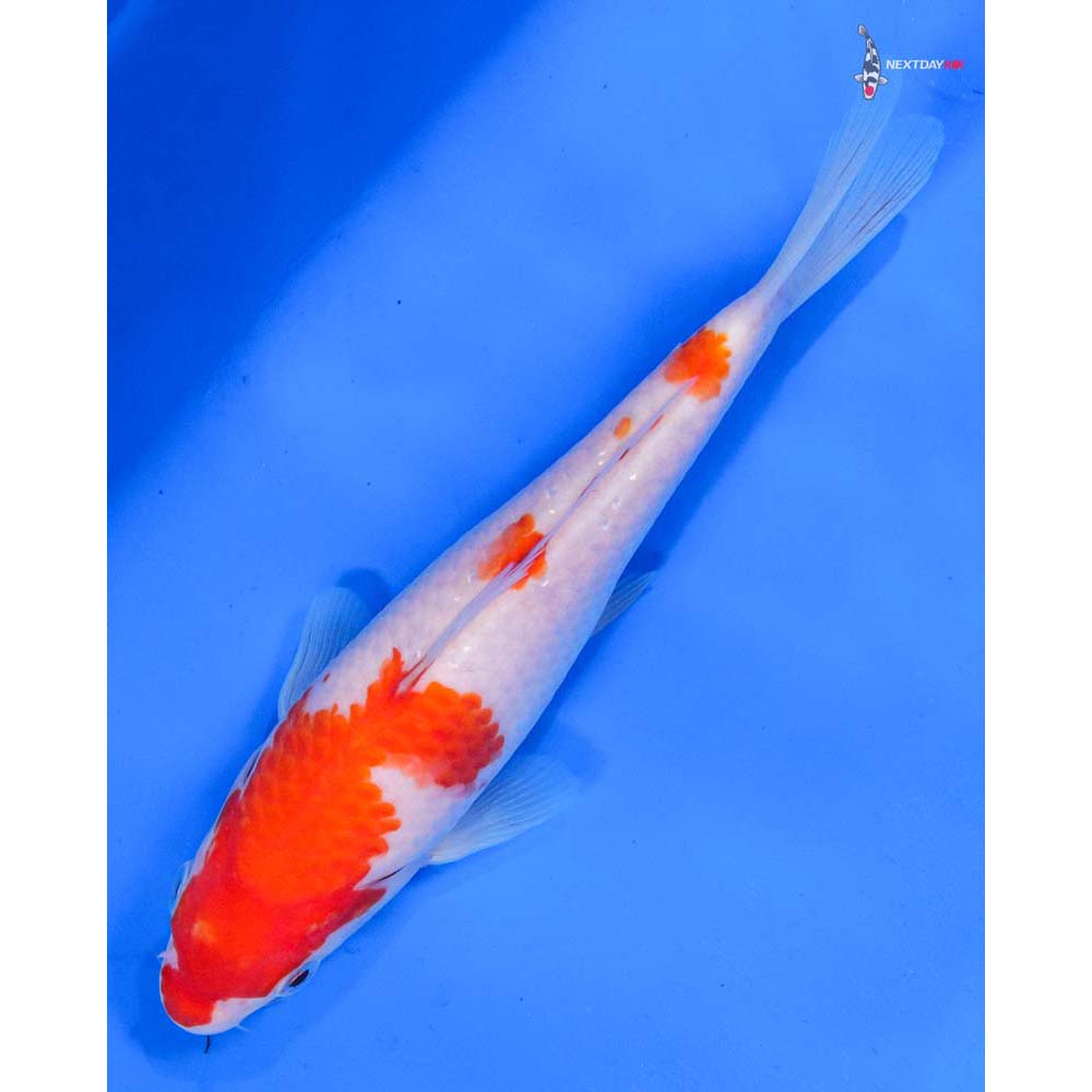 7” Imported Kohaku