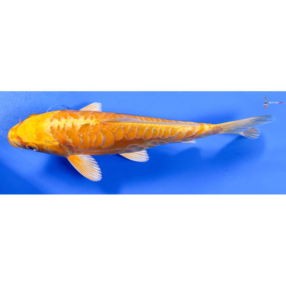 7” Imported Doitsu Yamabuki Ogon