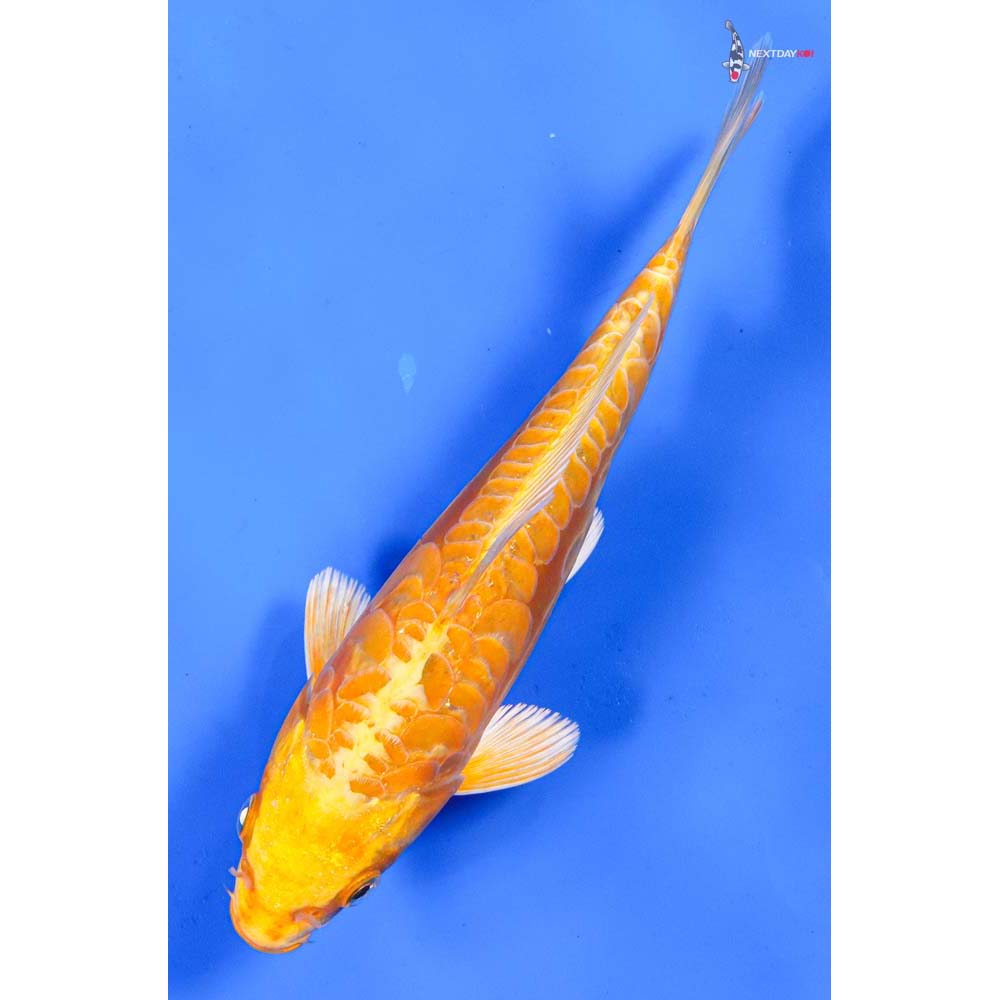 7” Imported Doitsu Yamabuki Ogon