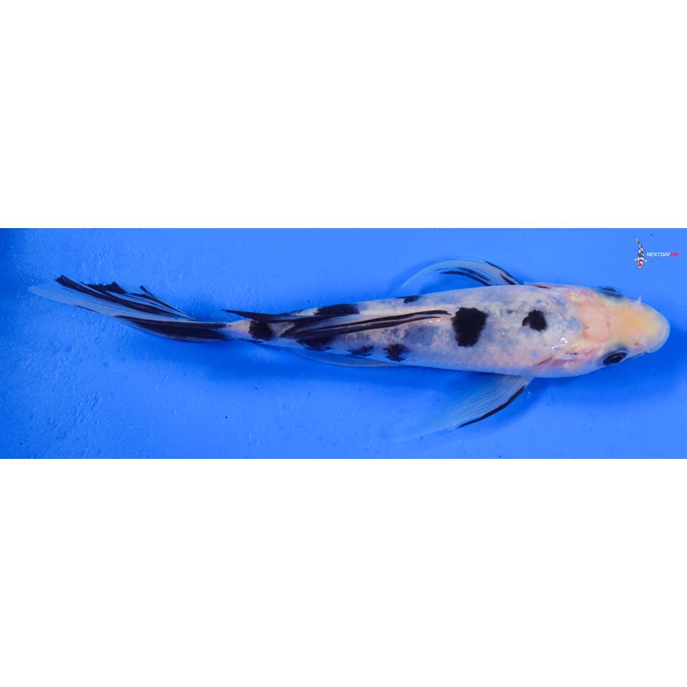 6” Imported Shiro Bekko Butterfly Koi