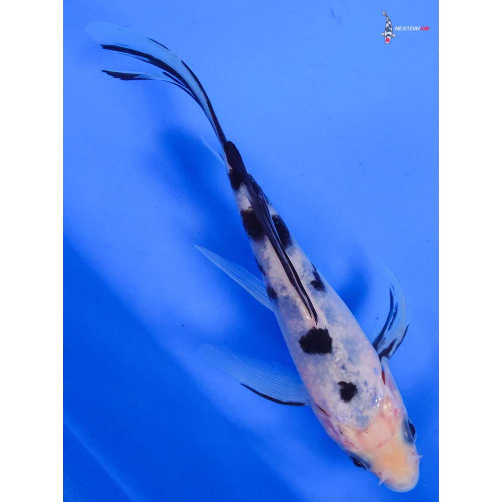6” Imported Shiro Bekko Butterfly Koi