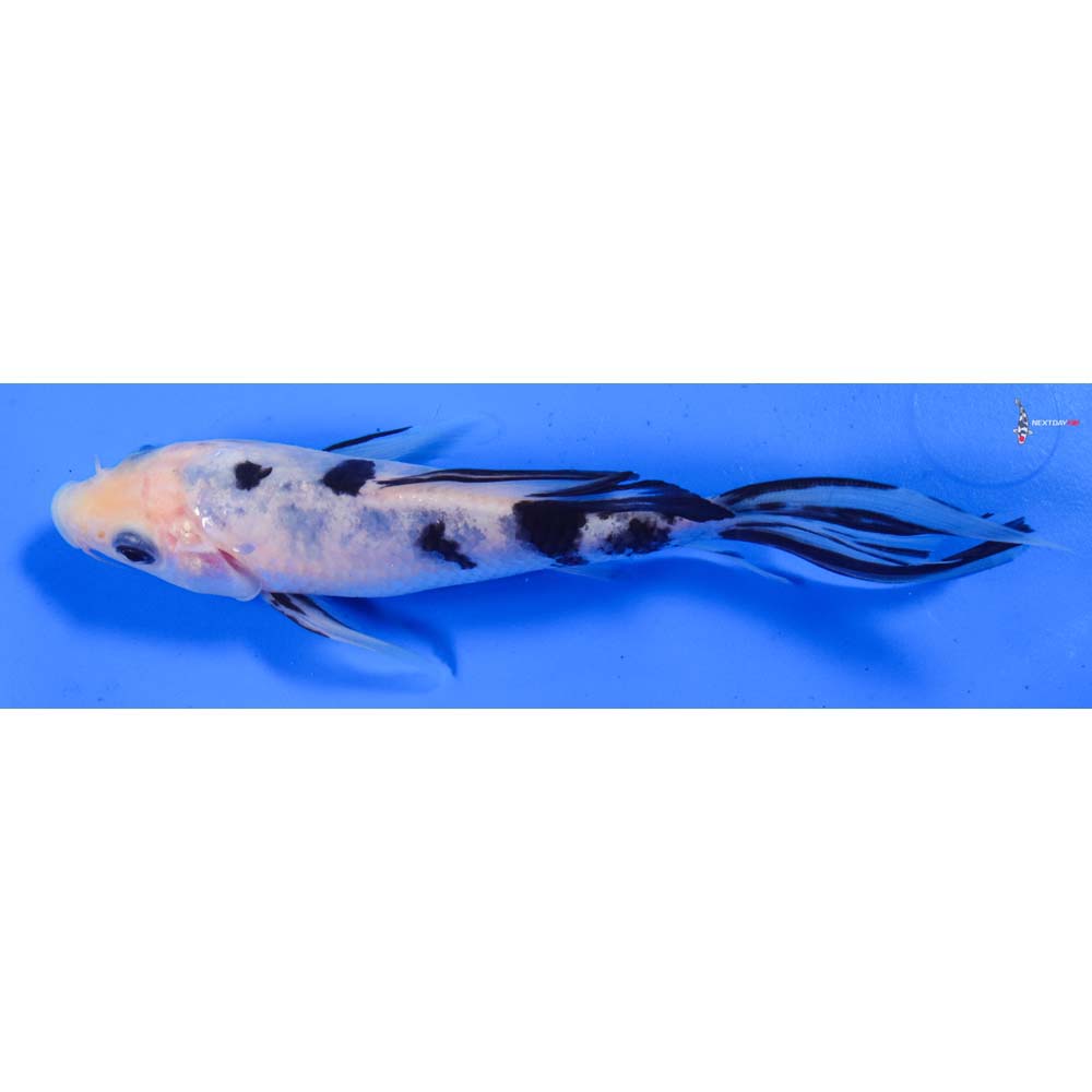 6” Imported Shiro Bekko Butterfly Koi