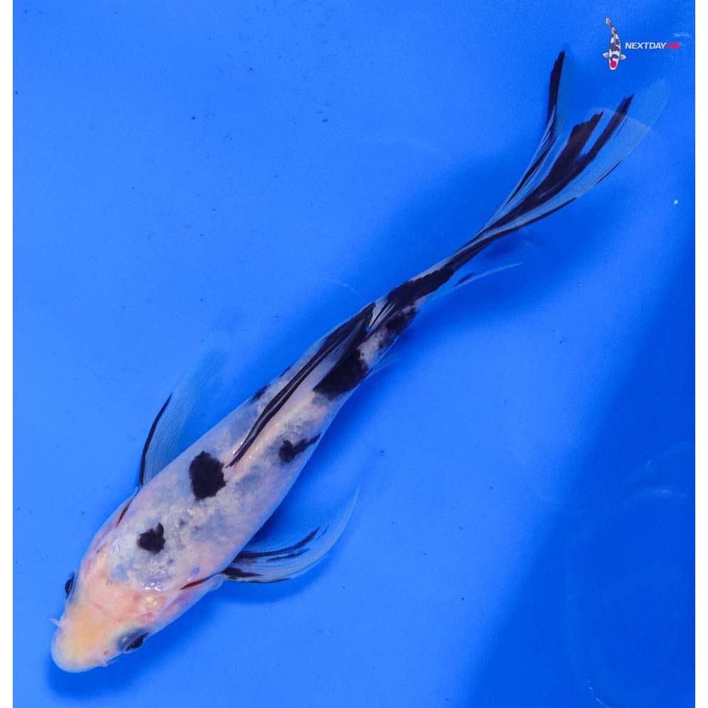 6” Imported Shiro Bekko Butterfly Koi