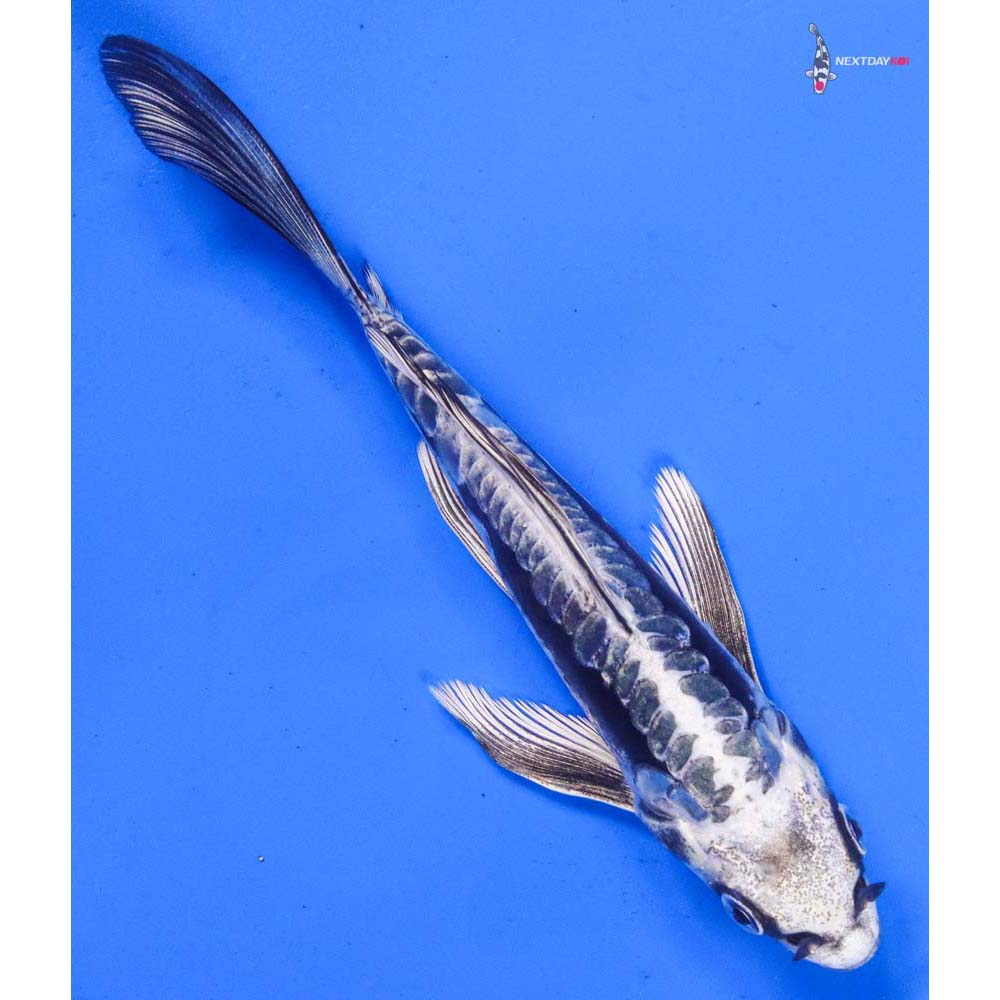 6.5” Imported Kikokuryu Butterfly Koi