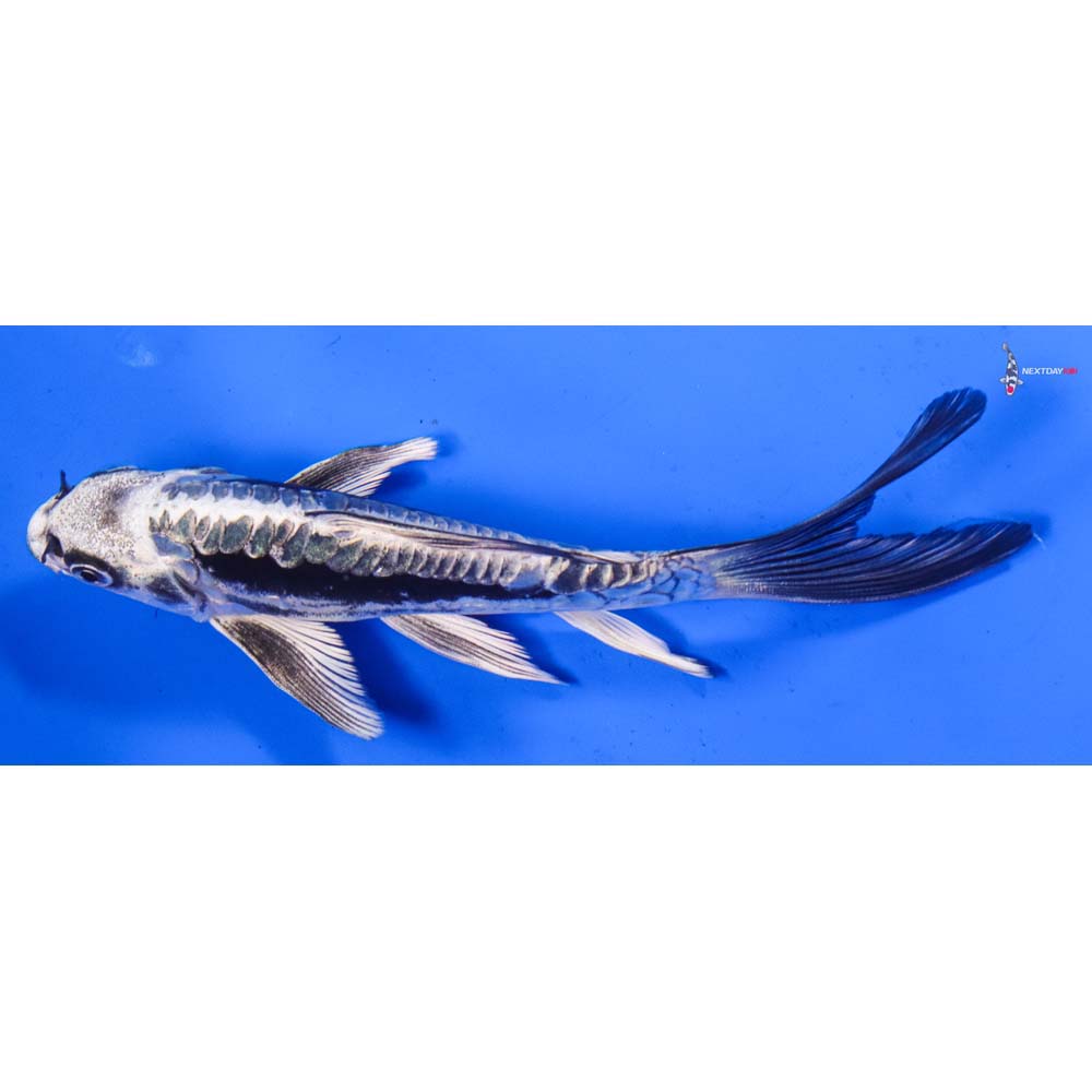 6.5” Imported Kikokuryu Butterfly Koi