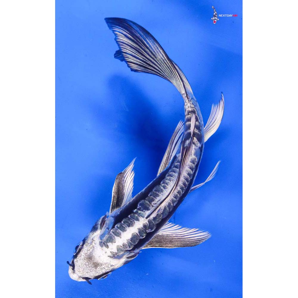 6.5” Imported Kikokuryu Butterfly Koi