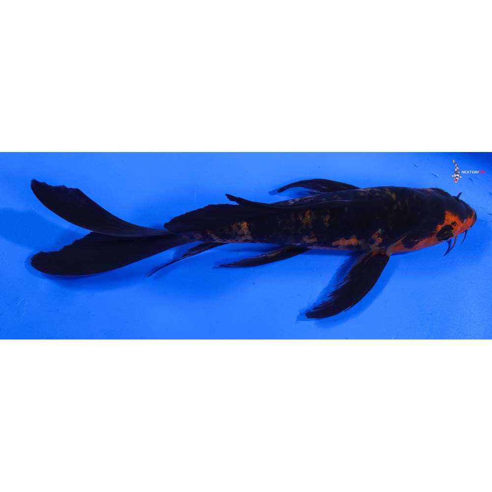 7” Imported Aka Bekko Butterfly Koi