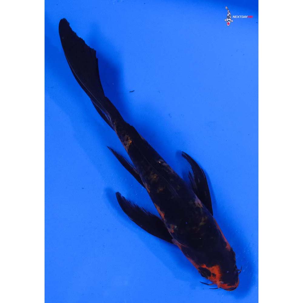 7” Imported Aka Bekko Butterfly Koi