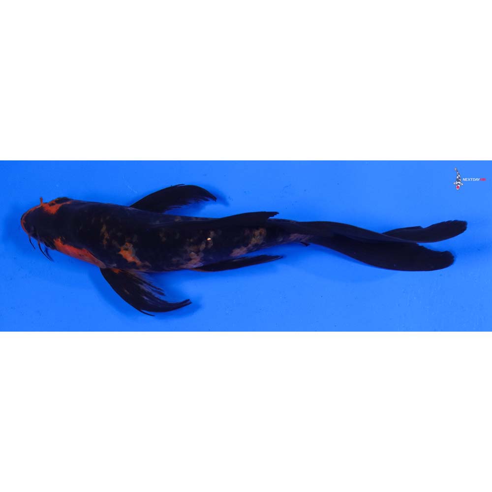 7” Imported Aka Bekko Butterfly Koi