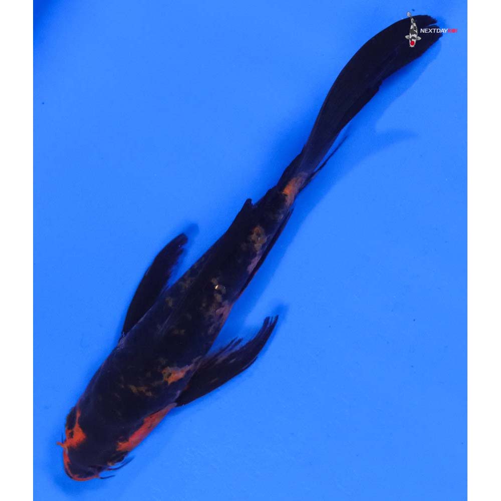 7” Imported Aka Bekko Butterfly Koi