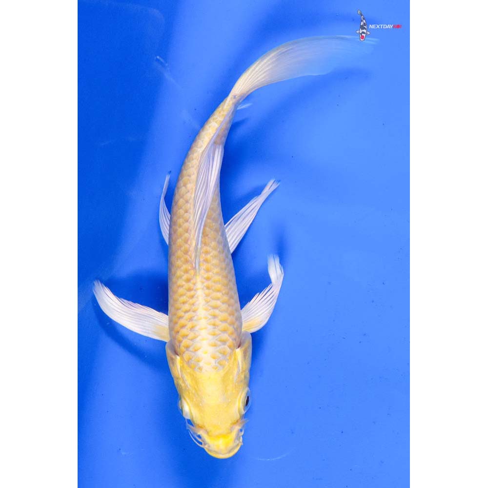 6” Imported Yamabuki Ogon Butterfly Koi