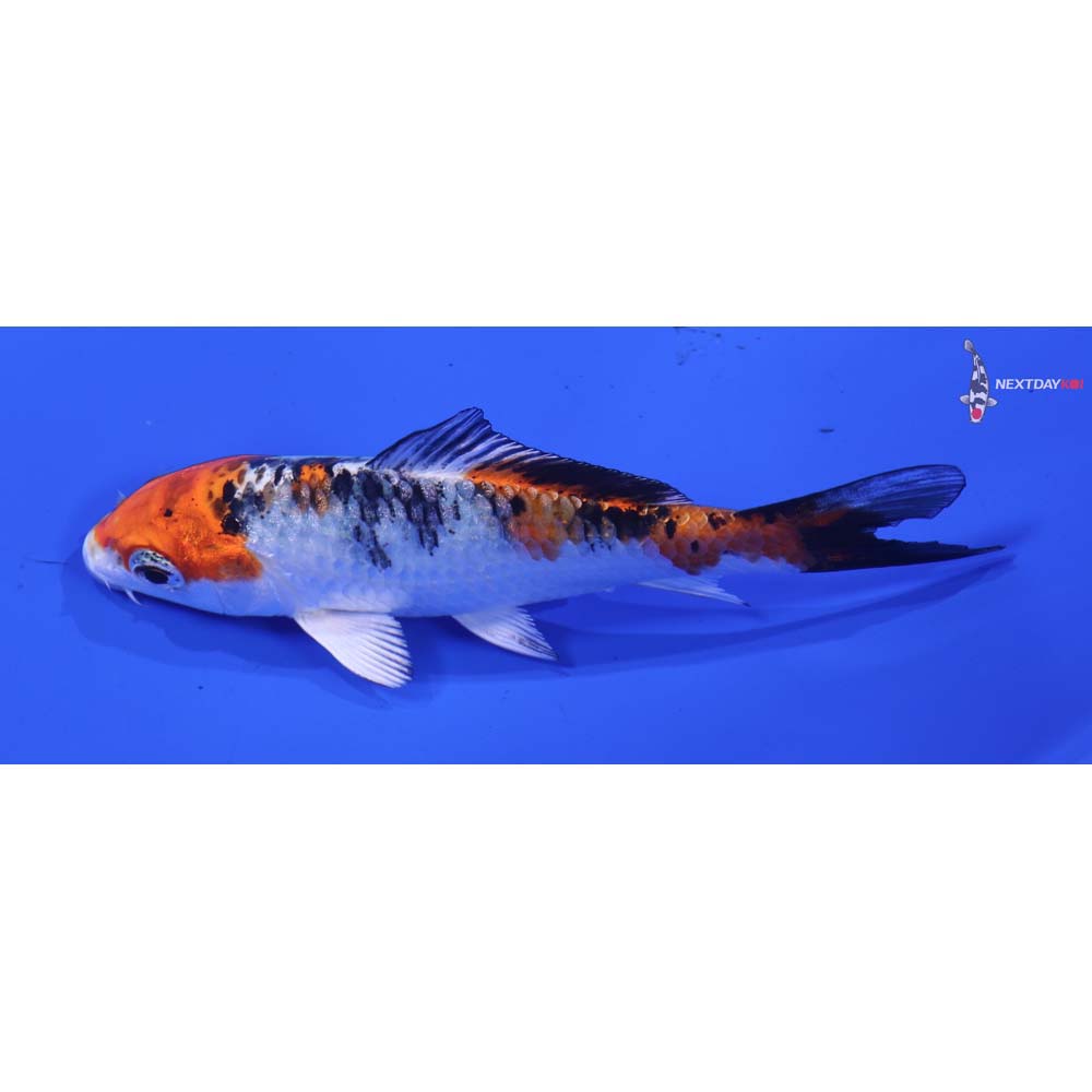 4” Imported Yamato Nishiki