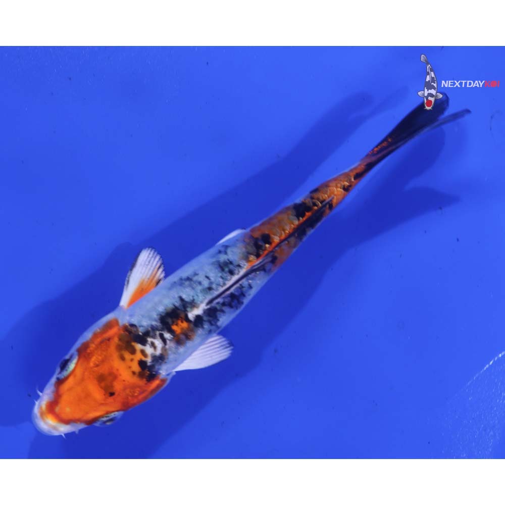 4” Imported Yamato Nishiki