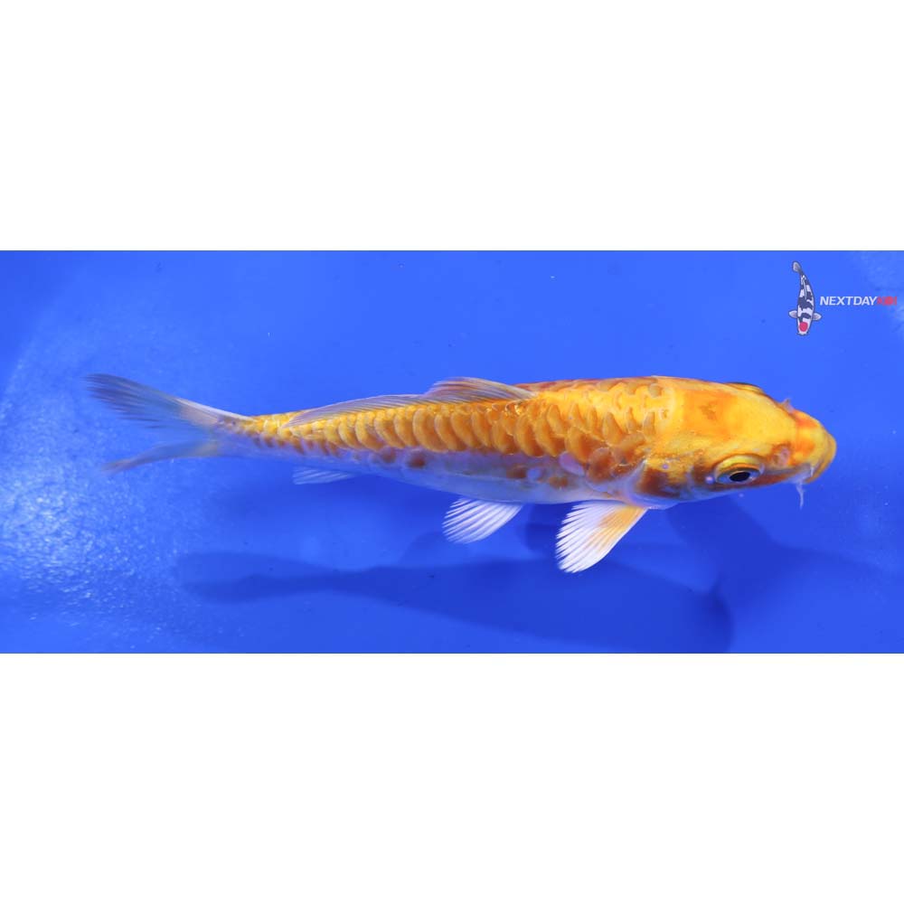 4” Imported Armor Scaled Hariwake