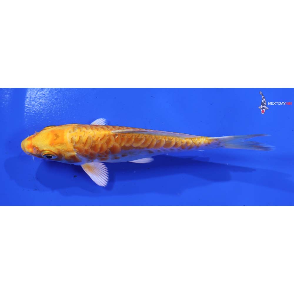 4” Imported Armor Scaled Hariwake