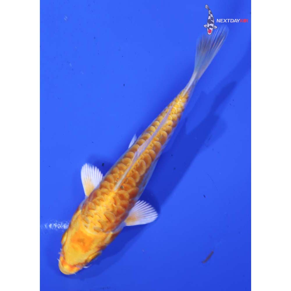 4” Imported Armor Scaled Hariwake