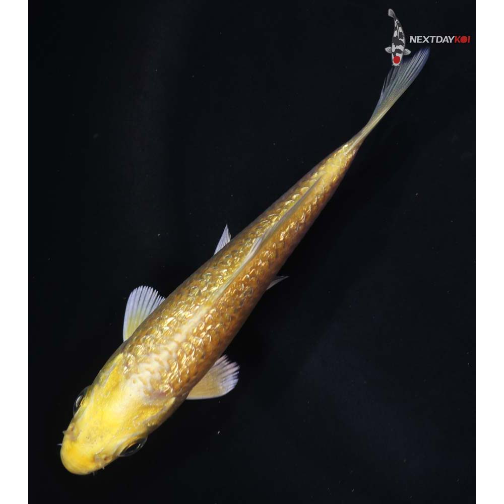 4” Imported Gin Rin Yamabuki Ogon