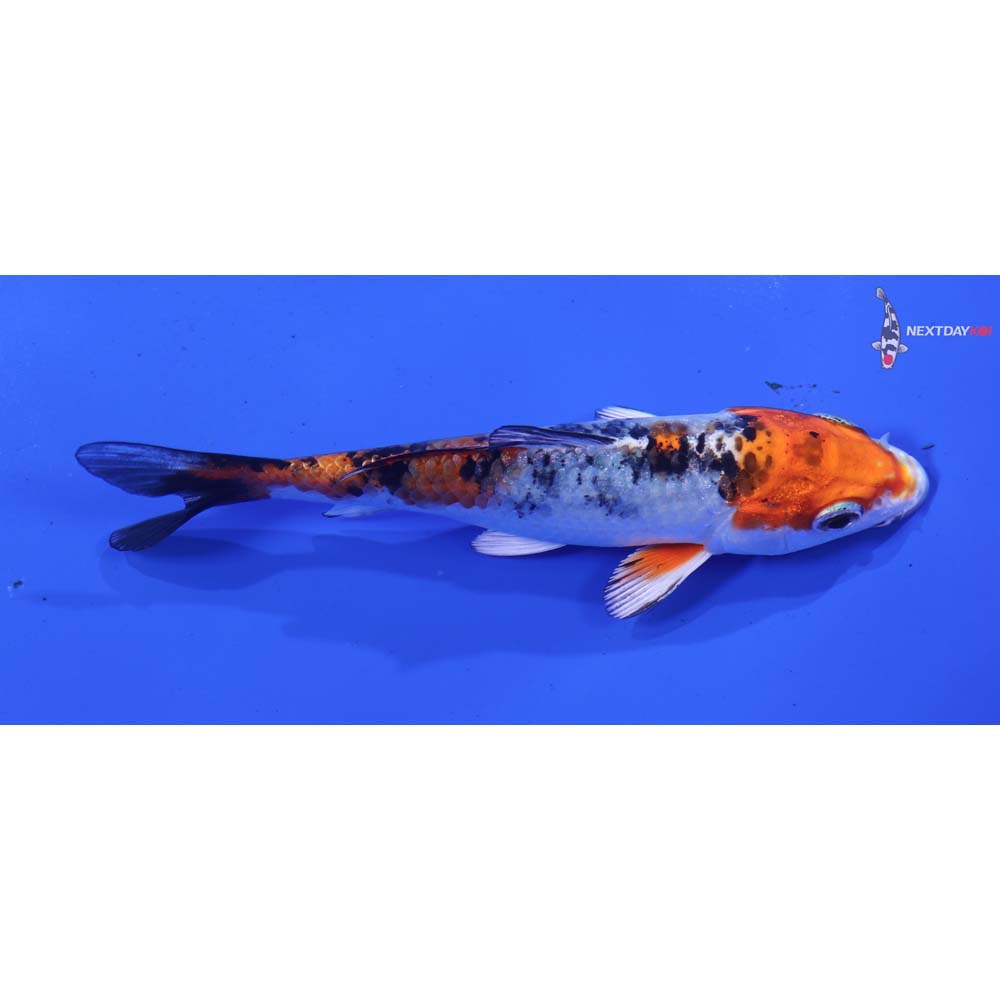 4” Imported Yamato Nishiki