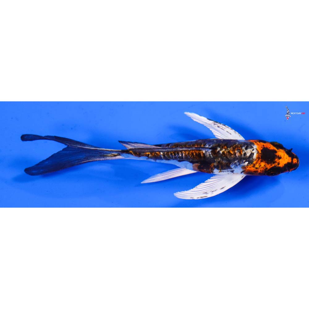 5” Imported Kin Kikokuryu Butterfly Koi
