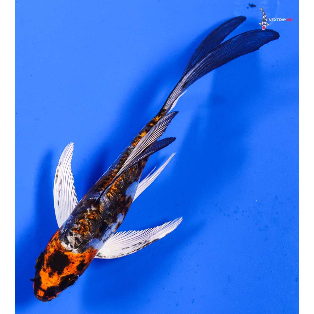 5” Imported Kin Kikokuryu Butterfly Koi