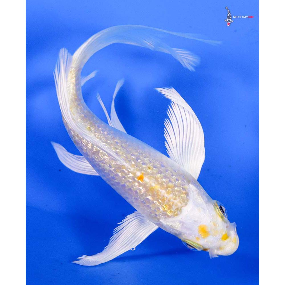 5” Imported Gin Rin Lemon Hariwake Butterfly Koi