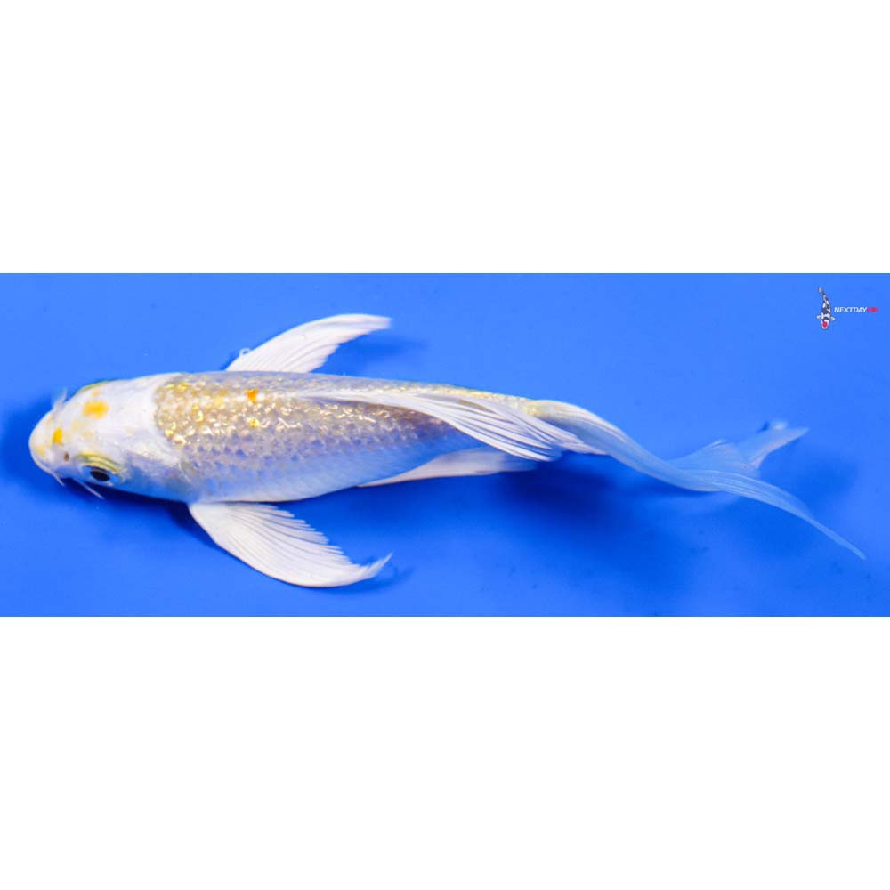 5” Imported Gin Rin Lemon Hariwake Butterfly Koi