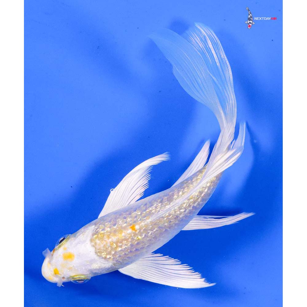 5” Imported Gin Rin Lemon Hariwake Butterfly Koi