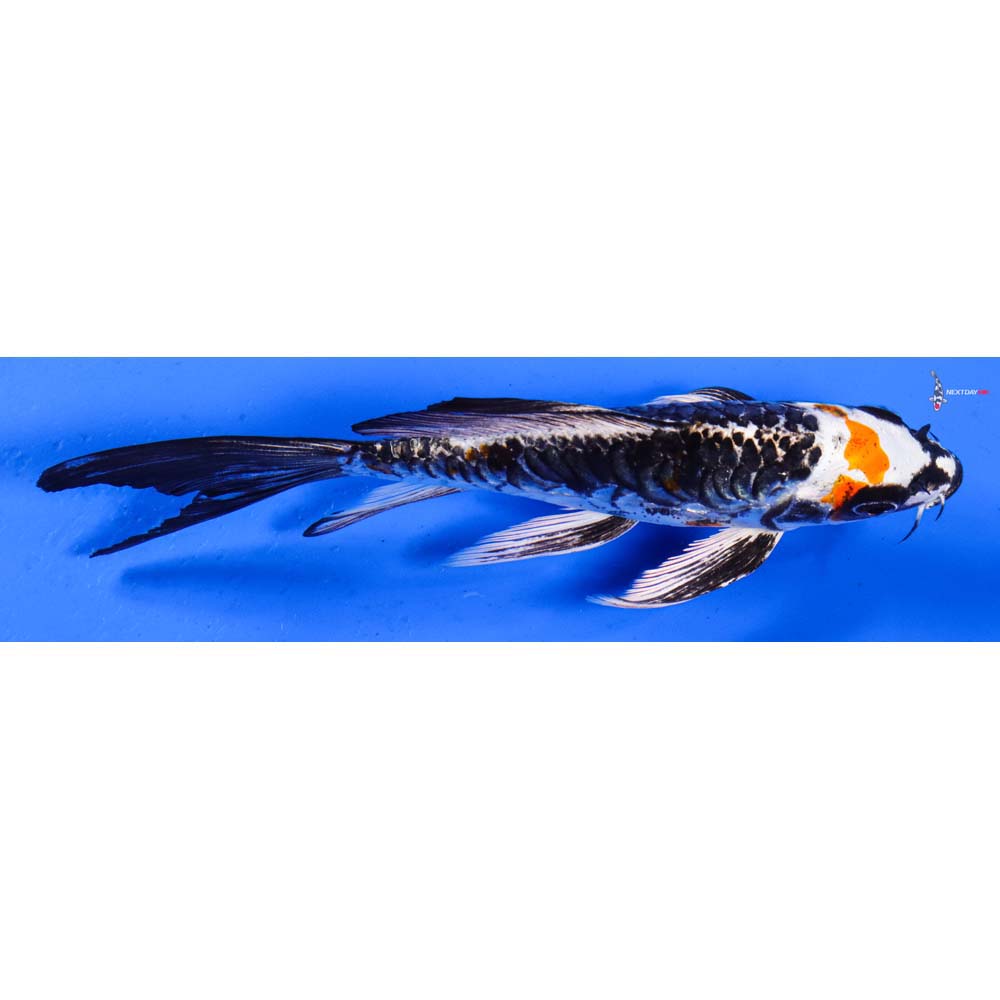6” Imported Armor Scaled Kujaku Butterfly Koi