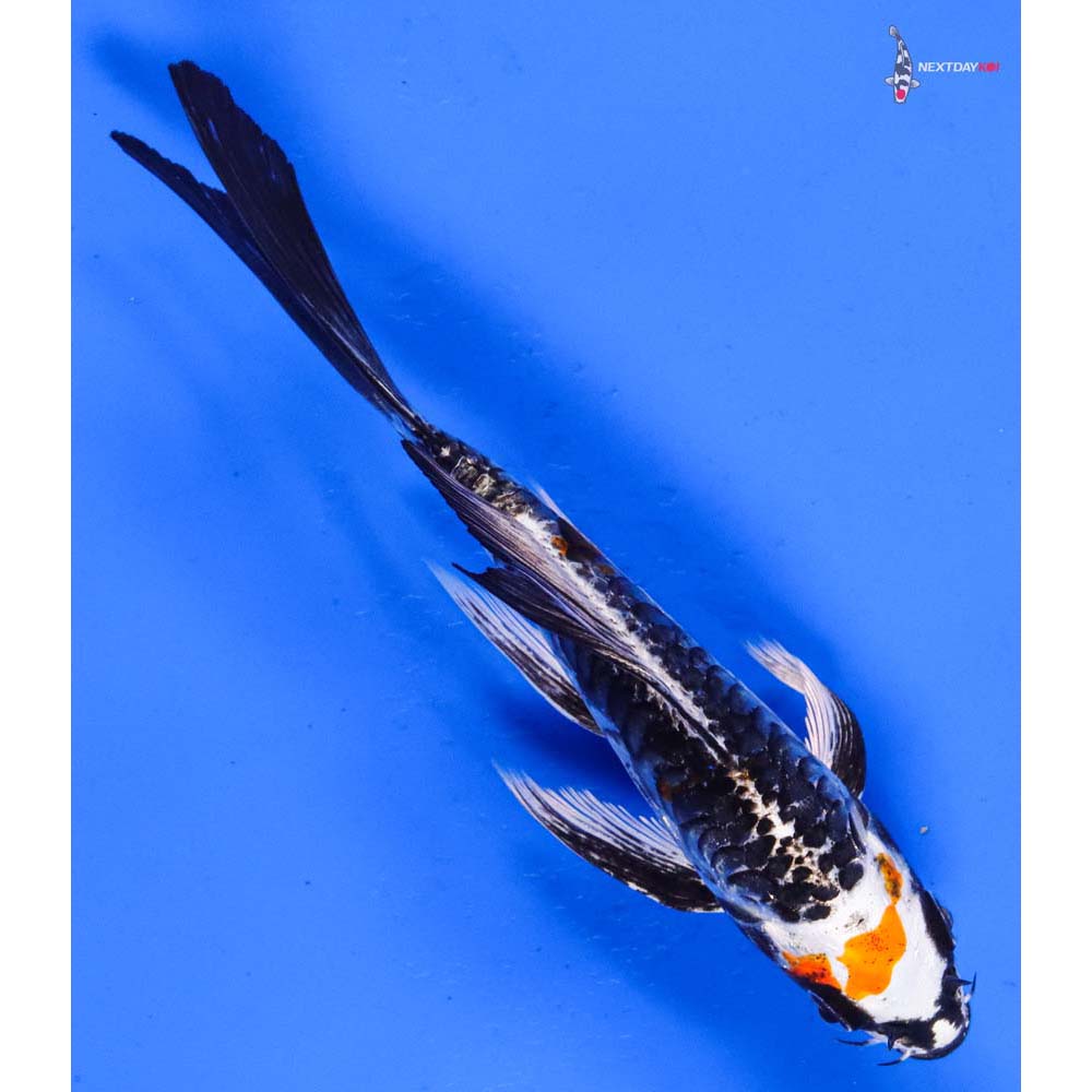 6” Imported Armor Scaled Kujaku Butterfly Koi