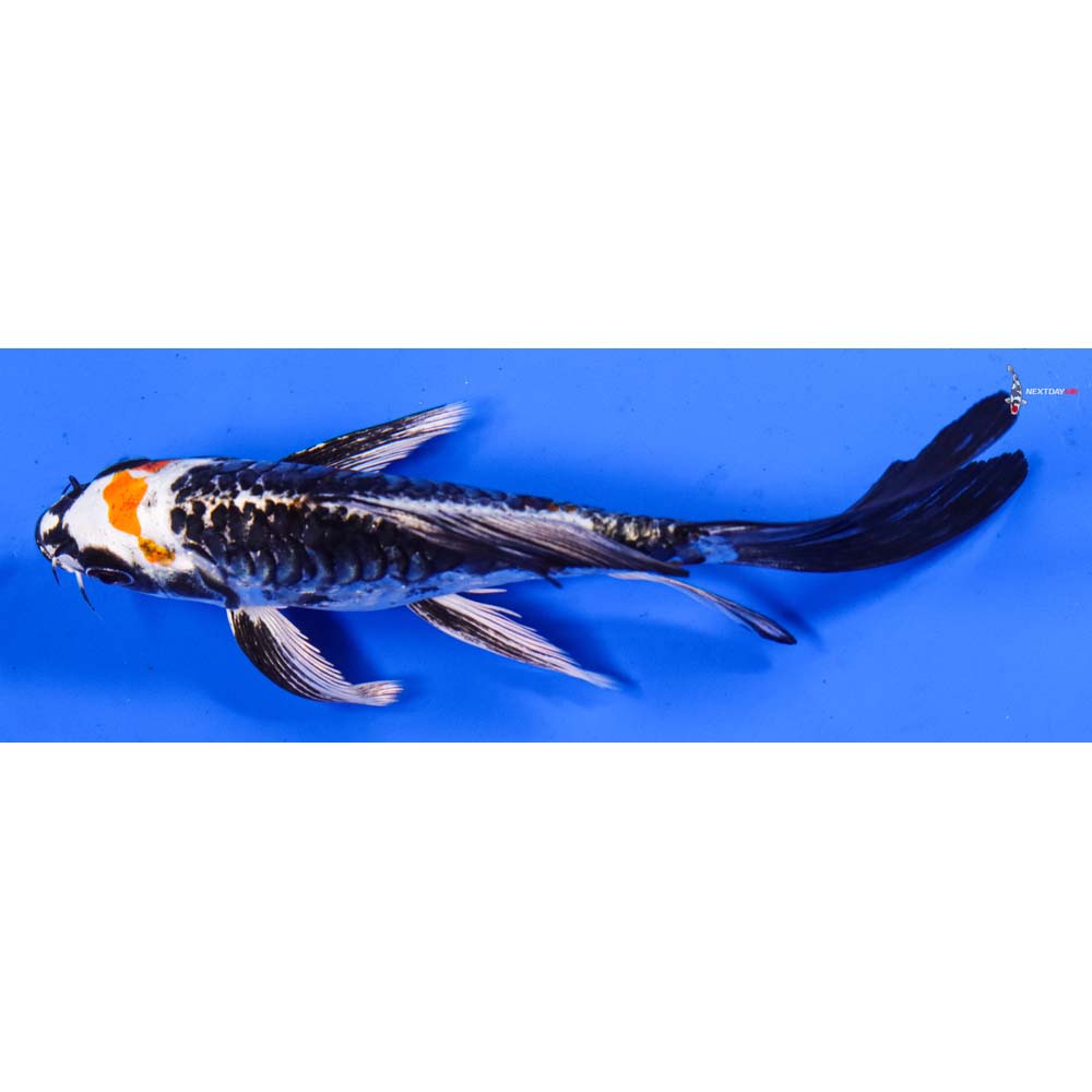 6” Imported Armor Scaled Kujaku Butterfly Koi