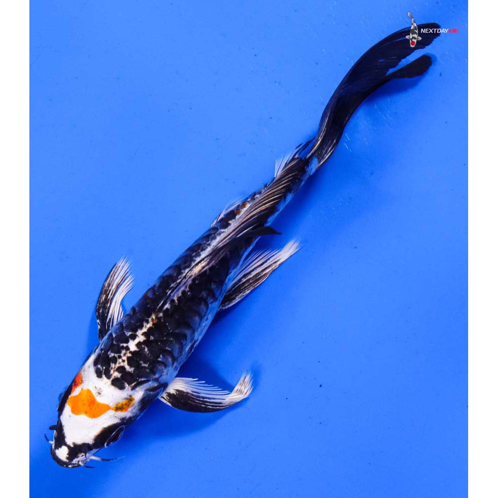 6” Imported Armor Scaled Kujaku Butterfly Koi