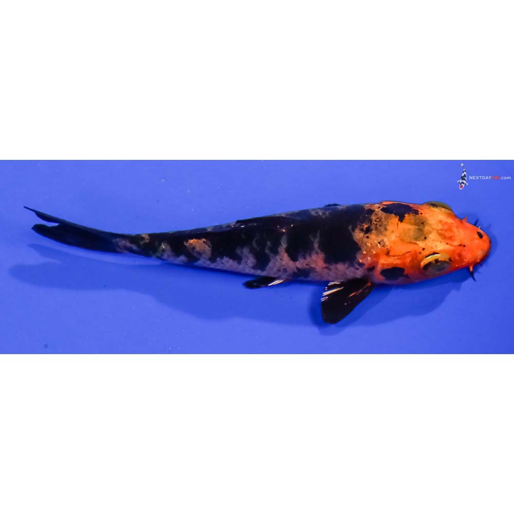 3.5” Imported Kin Aka Bekko